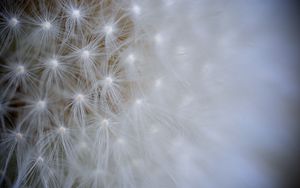 Preview wallpaper seeds, dandelion, light, flower