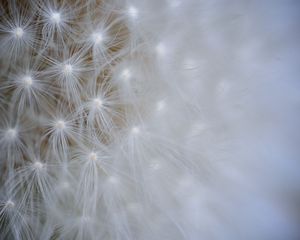 Preview wallpaper seeds, dandelion, light, flower