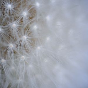 Preview wallpaper seeds, dandelion, light, flower