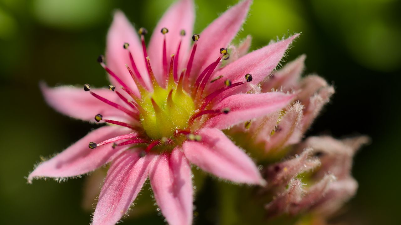 Wallpaper sempervivum, flower, petals, pink