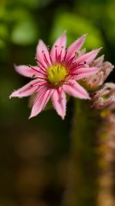 Preview wallpaper sempervivum, flower, petals, pink