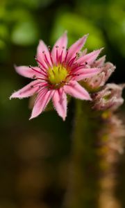 Preview wallpaper sempervivum, flower, petals, pink