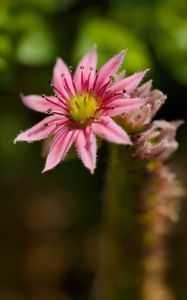 Preview wallpaper sempervivum, flower, petals, pink