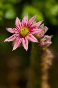 Preview wallpaper sempervivum, flower, petals, pink