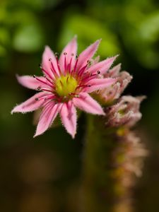 Preview wallpaper sempervivum, flower, petals, pink