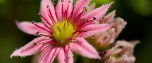 Preview wallpaper sempervivum, flower, petals, pink