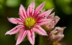 Preview wallpaper sempervivum, flower, petals, pink