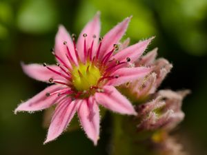 Preview wallpaper sempervivum, flower, petals, pink