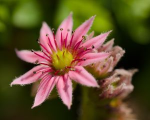 Preview wallpaper sempervivum, flower, petals, pink