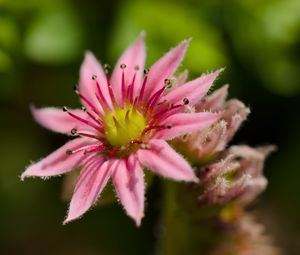 Preview wallpaper sempervivum, flower, petals, pink