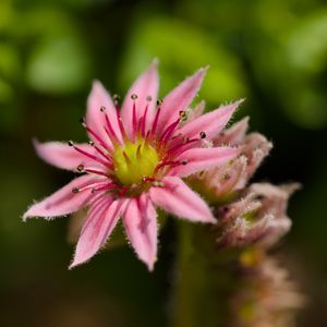 Preview wallpaper sempervivum, flower, petals, pink