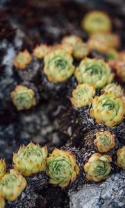 Preview wallpaper sempervivum, leaves, plant, macro