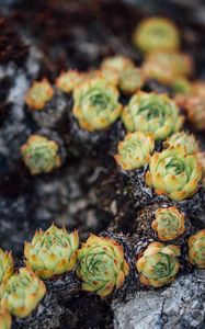 Preview wallpaper sempervivum, leaves, plant, macro