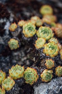 Preview wallpaper sempervivum, leaves, plant, macro