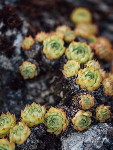 Preview wallpaper sempervivum, leaves, plant, macro