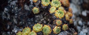 Preview wallpaper sempervivum, leaves, plant, macro