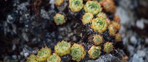 Preview wallpaper sempervivum, leaves, plant, macro