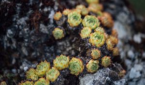 Preview wallpaper sempervivum, leaves, plant, macro