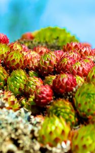 Preview wallpaper sempervivum, plants, macro, blur