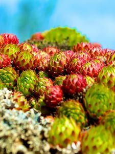 Preview wallpaper sempervivum, plants, macro, blur