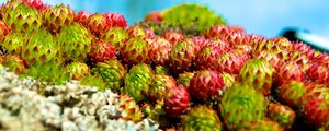 Preview wallpaper sempervivum, plants, macro, blur