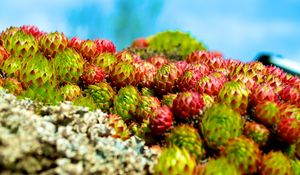 Preview wallpaper sempervivum, plants, macro, blur