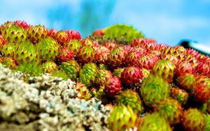 Preview wallpaper sempervivum, plants, macro, blur