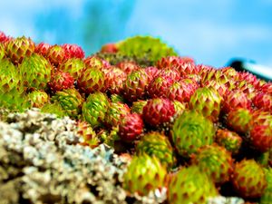 Preview wallpaper sempervivum, plants, macro, blur