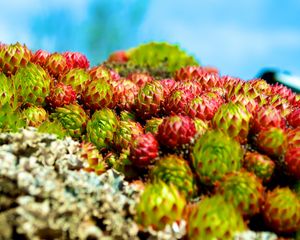 Preview wallpaper sempervivum, plants, macro, blur