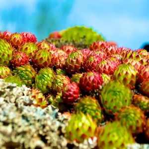 Preview wallpaper sempervivum, plants, macro, blur