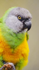 Preview wallpaper senegalese parrot, parrot, bird, colorful