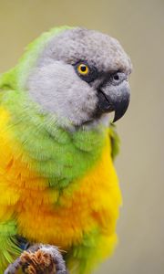 Preview wallpaper senegalese parrot, parrot, bird, colorful