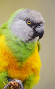 Preview wallpaper senegalese parrot, parrot, bird, colorful