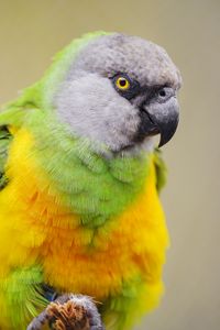 Preview wallpaper senegalese parrot, parrot, bird, colorful