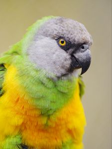 Preview wallpaper senegalese parrot, parrot, bird, colorful