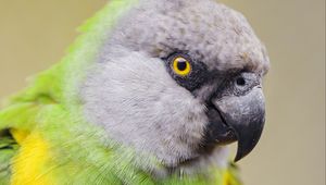 Preview wallpaper senegalese parrot, parrot, bird, colorful