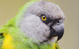 Preview wallpaper senegalese parrot, parrot, bird, colorful