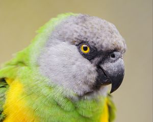 Preview wallpaper senegalese parrot, parrot, bird, colorful