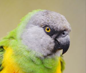 Preview wallpaper senegalese parrot, parrot, bird, colorful