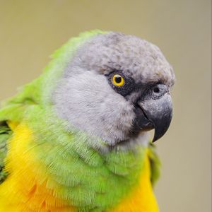 Preview wallpaper senegalese parrot, parrot, bird, colorful