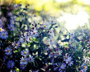 Preview wallpaper sentyabriny, flowers, autumn, reflections