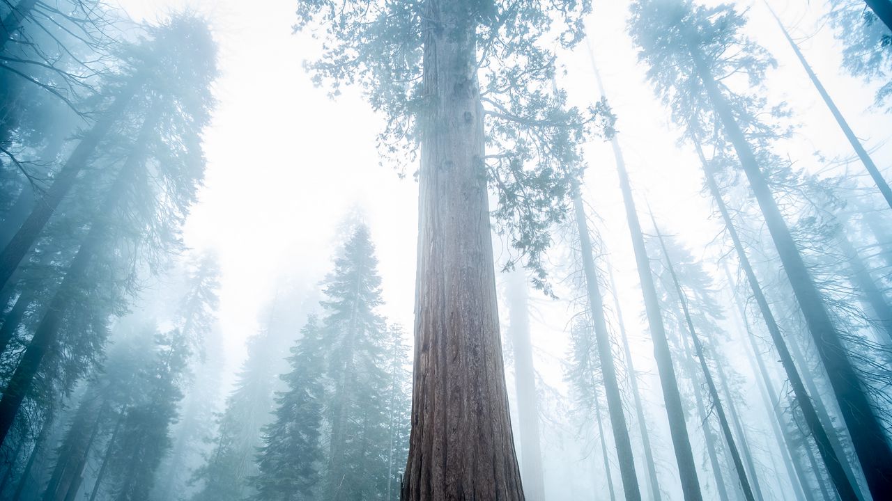 Wallpaper sequoia, tree, forest, fog, winter