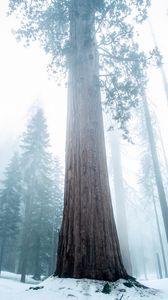 Preview wallpaper sequoia, tree, forest, fog, winter