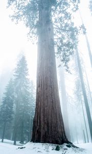 Preview wallpaper sequoia, tree, forest, fog, winter