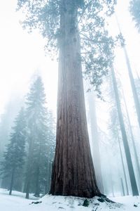 Preview wallpaper sequoia, tree, forest, fog, winter