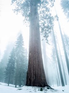 Preview wallpaper sequoia, tree, forest, fog, winter