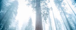 Preview wallpaper sequoia, tree, forest, fog, winter