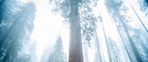 Preview wallpaper sequoia, tree, forest, fog, winter