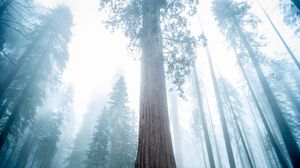 Preview wallpaper sequoia, tree, forest, fog, winter
