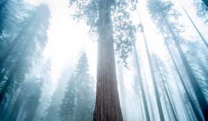 Preview wallpaper sequoia, tree, forest, fog, winter